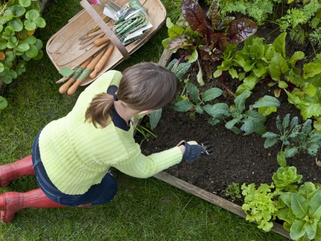 Commercial hedge maintenance and trimming in Westham